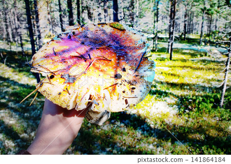 Autumn fly agaric in the hand of the traveler Autumn fly agaric in the hand of the traveler 141864184