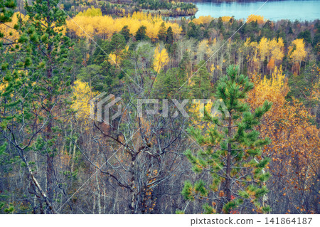 Lovely river landscape in autumn yellowed forest 141864187