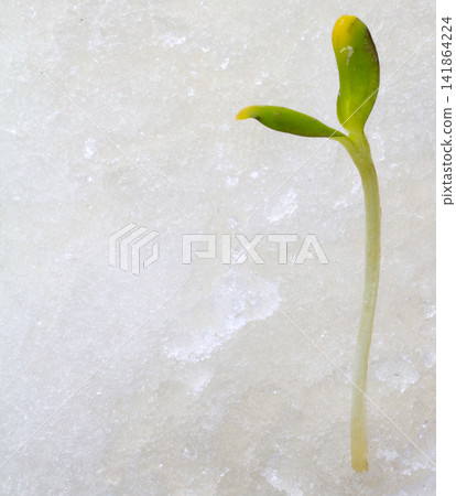 first plants first plants 141864224