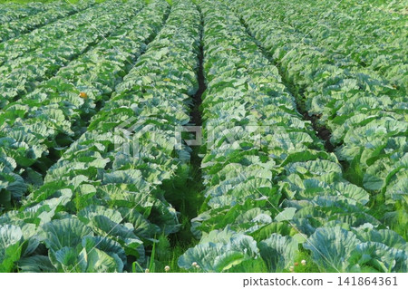 Cabbage field Cabbage field 141864361