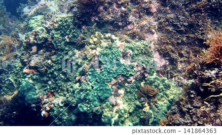 東京伊豆群島伊豆大島日出海灘附近海域的珊瑚 東京伊豆群島伊豆大島日出海灘附近海域的珊瑚 141864363