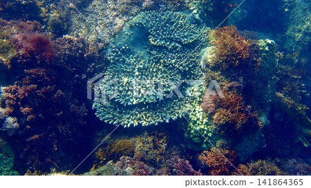 東京伊豆群島伊豆大島日出海灘附近海域的珊瑚 東京伊豆群島伊豆大島日出海灘附近海域的珊瑚 141864365