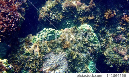 Coral living in the sea off Hinode Beach in Izu Oshima, Izu Islands, Tokyo Coral living in the sea off Hinode Beach in Izu Oshima, Izu Islands, Tokyo 141864366