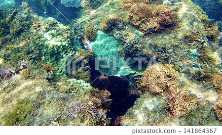 東京伊豆群島伊豆大島日出海灘附近海域的珊瑚 東京伊豆群島伊豆大島日出海灘附近海域的珊瑚 141864367