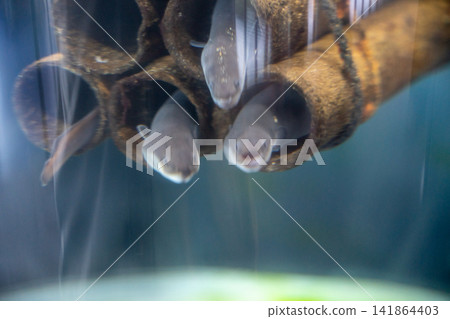 鰻魚從管子探出頭來 鰻魚從管子探出頭來 141864403