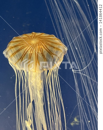 Floating jellyfish 141864412