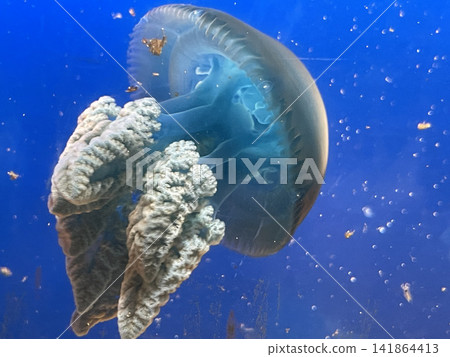 漂浮的彩色水母 漂浮的彩色水母 141864413