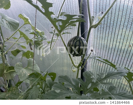 Young watermelon growing inside greenhouse summer Young watermelon growing inside greenhouse summer 141864466