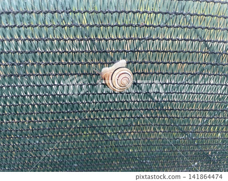 Snail crawling slowly on fence mesh Snail crawling slowly on fence mesh 141864474