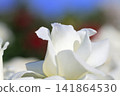 White rose petals 141864530