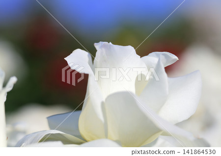 White rose petals White rose petals 141864530