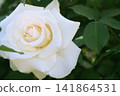 White Rose Flower 141864531