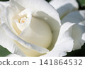 White roses beginning to bloom 141864532