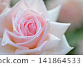 Pink rose flowers are blooming in the rose garden 141864533