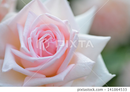 Pink rose flowers are blooming in the rose garden Pink rose flowers are blooming in the rose garden 141864533