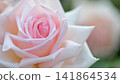 Pink roses blooming in the rose garden 141864534