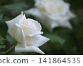 White rose flower in the rose garden 141864535