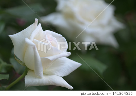 White rose flower in the rose garden White rose flower in the rose garden 141864535