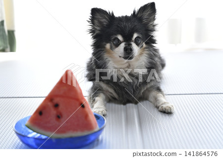Senior Chihuahua eating watermelon (Summer theme) Senior Chihuahua eating watermelon (Summer theme) 141864576