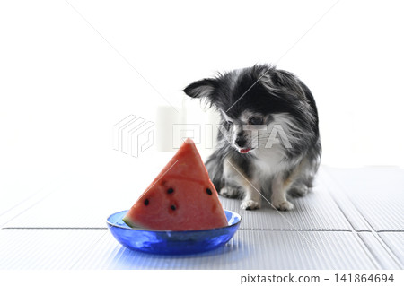Chihuahua and watermelon - Summer Chihuahua and watermelon - Summer 141864694