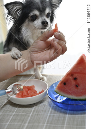 My Chihuahua dog is engrossed in eating watermelon. My Chihuahua dog is engrossed in eating watermelon. 141864742