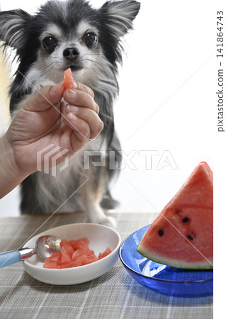 My Chihuahua dog is engrossed in eating watermelon. My Chihuahua dog is engrossed in eating watermelon. 141864743