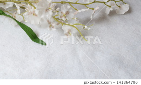 人工文心菌 人工文心菌 141864796
