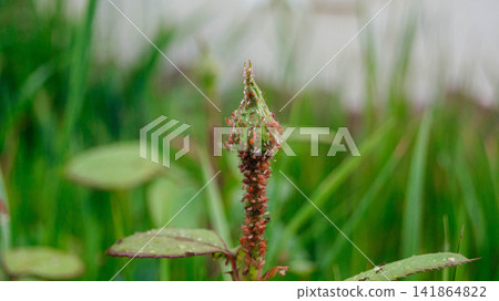 Colony of black aphids on a rose. Garden parasitic pests on a plant. The background. Colony of black aphids on a rose. Garden parasitic pests on a plant. The background. 141864822
