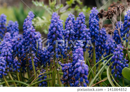 Blue muscari flowers close up. Early spring flowers.  141864852