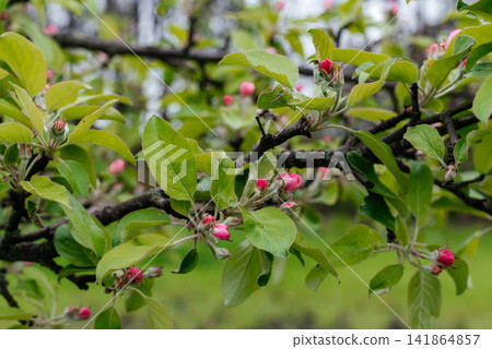 Close-up of apple tree branches with pink flower buds and fresh green leaves in a spring orchard. Natural seasonal background symbolizing blooming, gardening, agriculture, fruit production, and new Close-up of apple tree branches with pink flower buds and fresh green leaves in a spring orchard. Natural seasonal background symbolizing blooming, gardening, agriculture, fruit production, and new 141864857