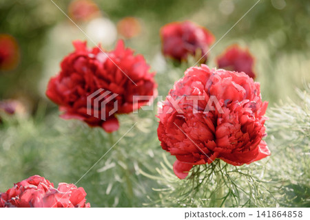 Close-up of blooming Paeonia tenuifolia Rubra Plena, a double red fernleaf peony, growing in a sunny garden. Rare ornamental perennial with feathery foliage, vibrant blossoms, and soft natural bokeh. Close-up of blooming Paeonia tenuifolia Rubra Plena, a double red fernleaf peony, growing in a sunny garden. Rare ornamental perennial with feathery foliage, vibrant blossoms, and soft natural bokeh. 141864858