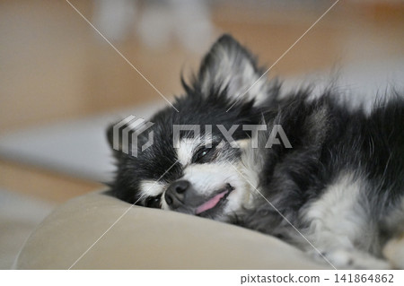 A cute elderly Chihuahua sleeping soundly. A cute elderly Chihuahua sleeping soundly. 141864862