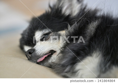 A cute elderly Chihuahua sleeping soundly. A cute elderly Chihuahua sleeping soundly. 141864864