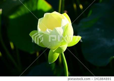 盛岡彩虹蓮花園 盛岡彩虹蓮花園 141864891