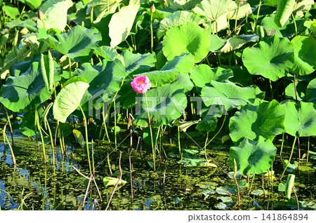 Rainbow Lotus Garden in Morioka 141864894