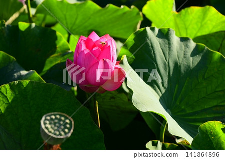 Rainbow Lotus Garden in Morioka Rainbow Lotus Garden in Morioka 141864896