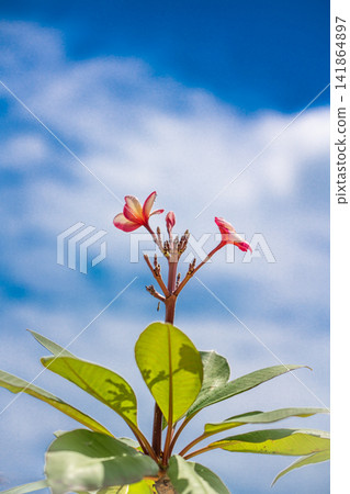Plumeria and water droplets blooming in the blue sky Plumeria and water droplets blooming in the blue sky 141864897