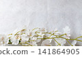 人工文心菌 人工文心菌 141864905