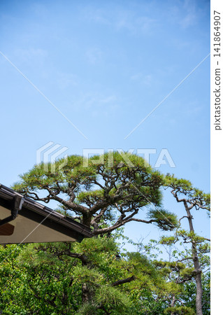 Summer blue sky and well-maintained pine trees Summer blue sky and well-maintained pine trees 141864907