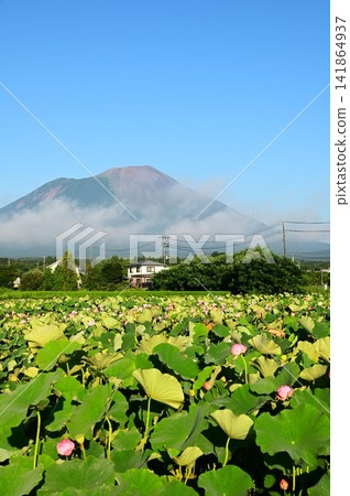 盛岡彩虹蓮花園 盛岡彩虹蓮花園 141864937