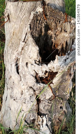 Strange shapes revealed by weathering (an old tree stump that looks like a human face or a scary face) Strange shapes revealed by weathering (an old tree stump that looks like a human face or a scary face) 141864979