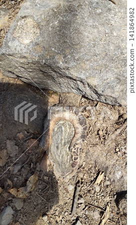 A mysterious tree stump that looks like a viper, snake, or pit viper—an illusion created by nature. 141864982