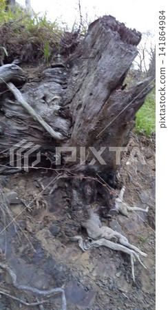 A strange shape revealed by weathering (an old tree stump resembling a human face or a sleeping person) A strange shape revealed by weathering (an old tree stump resembling a human face or a sleeping person) 141864984