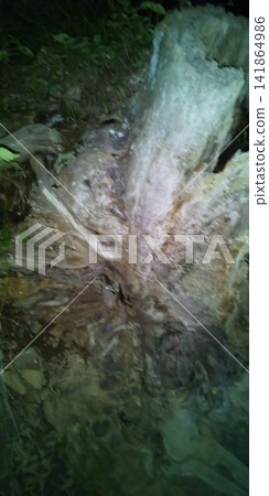 【空想性錯覺】老樹上出現動物臉的影子 【空想性錯覺】老樹上出現動物臉的影子 141864986
