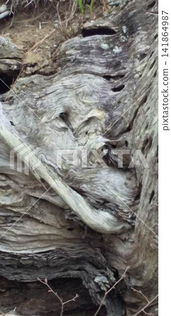 風化作用顯露出的奇特形狀(一個看起來像動物的老樹樁) 風化作用顯露出的奇特形狀(一個看起來像動物的老樹樁) 141864987