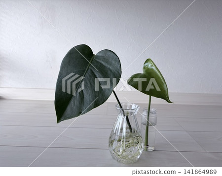 室內植物放在窗邊 室內植物放在窗邊 141864989