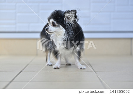 My beloved Chihuahua plays outside the front door and soaks up the sun during the hot summer. (Summer material) My beloved Chihuahua plays outside the front door and soaks up the sun during the hot summer. (Summer material) 141865002