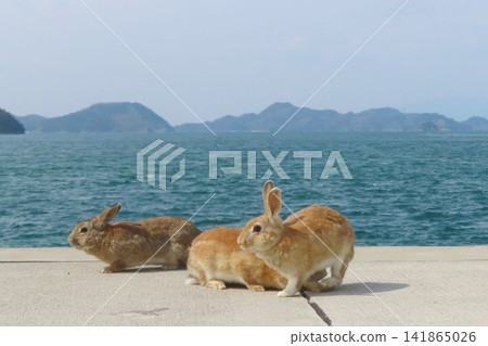 [Hiroshima Prefecture] Rabbits of Okunoshima 141865026