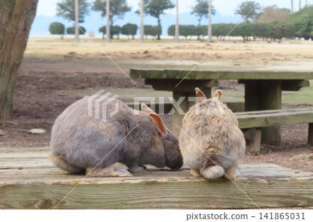 [Hiroshima Prefecture] Rabbits of Okunoshima 141865031