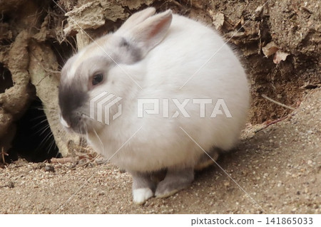 [Hiroshima Prefecture] Rabbits of Okunoshima 141865033